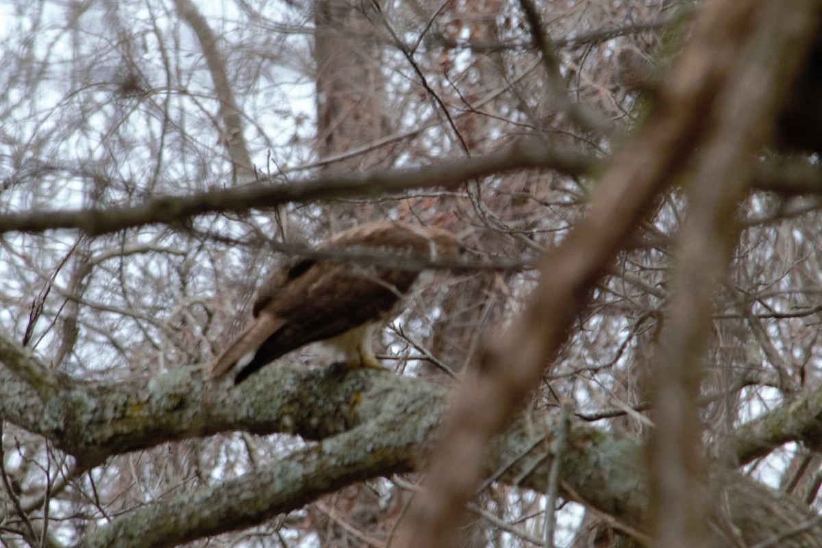 Red-tailed Hawk - michelle dubar