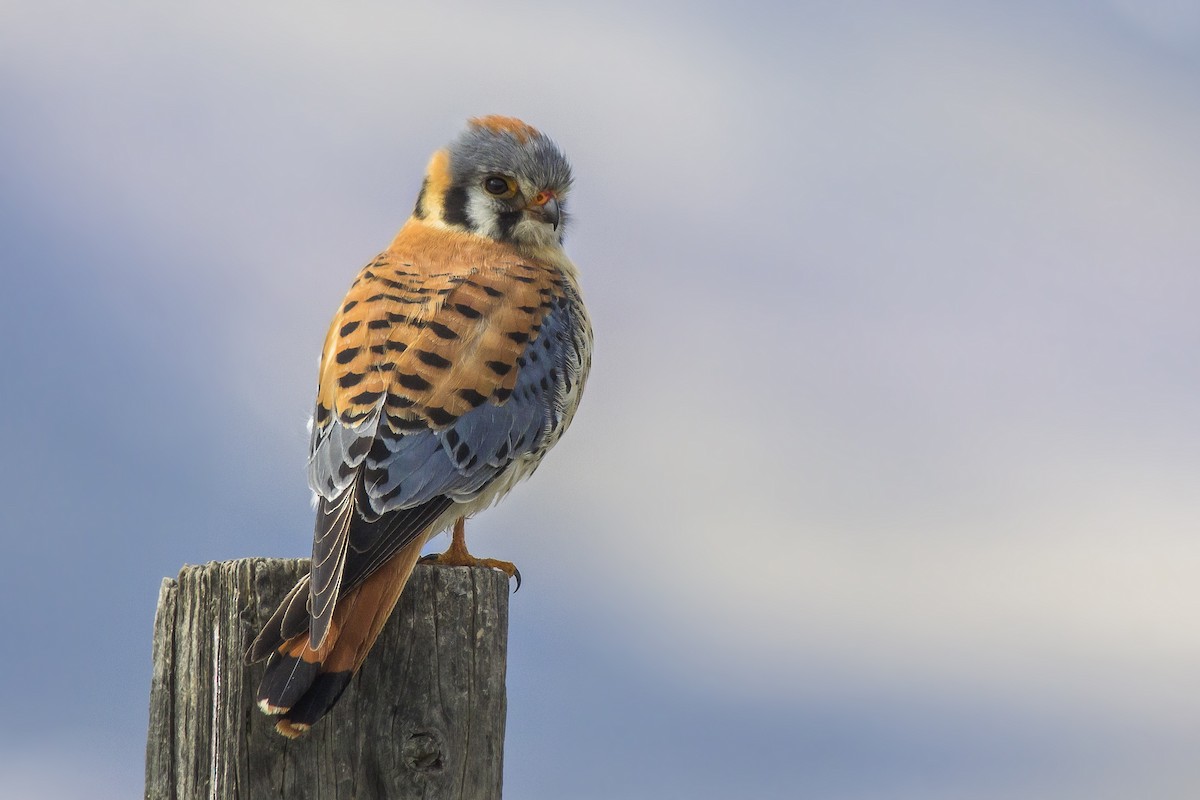 American Kestrel - ML91509331