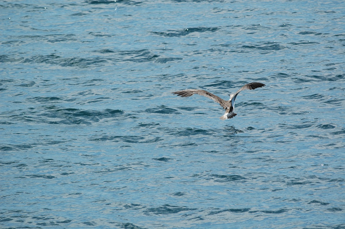 Blue-footed Booby - ML91509771