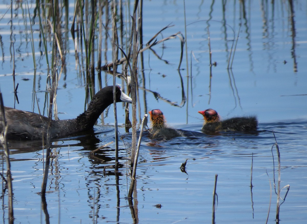 American Coot (Red-shielded) - ML91510311