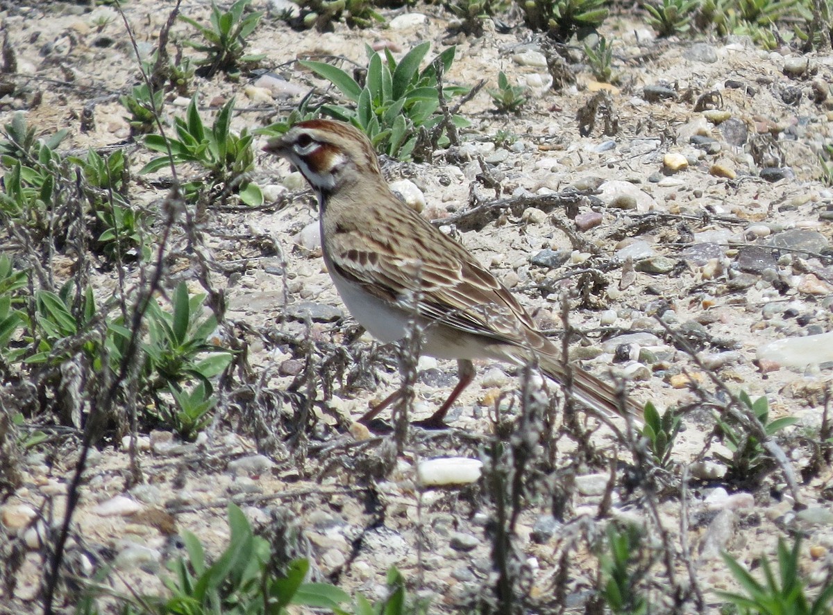 Lark Sparrow - ML91510431