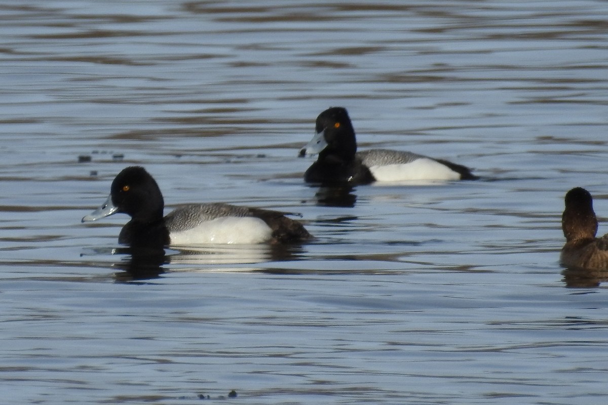 Lesser Scaup - ML91511621