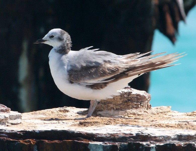 Mouette de Sabine - ML91511781