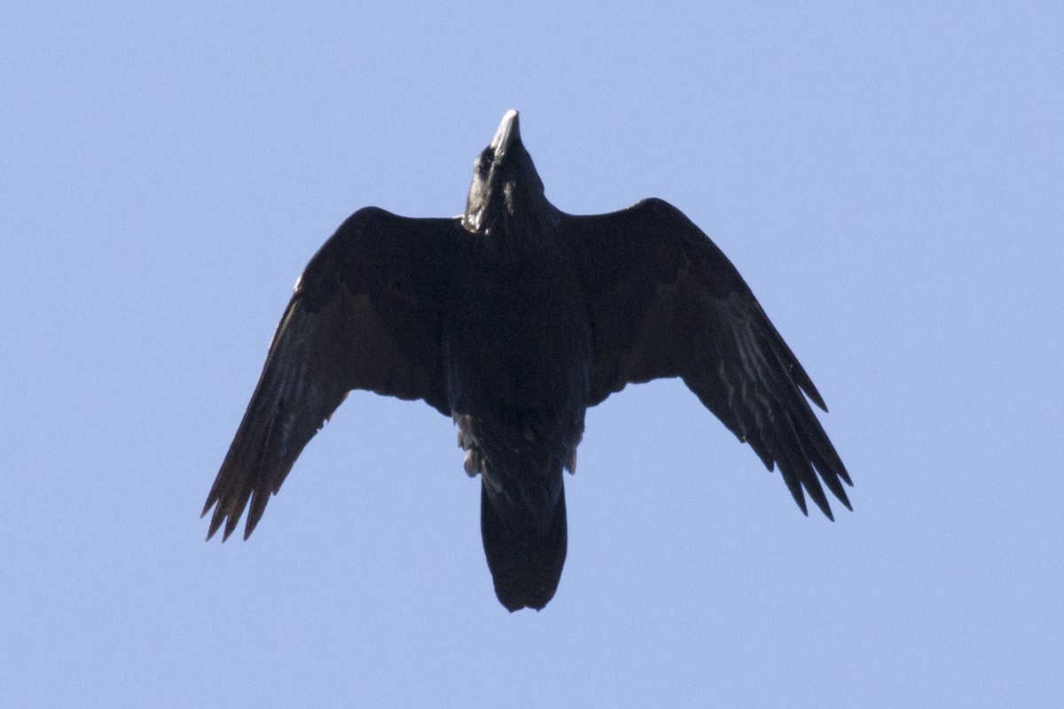 Common Raven - ML91512571