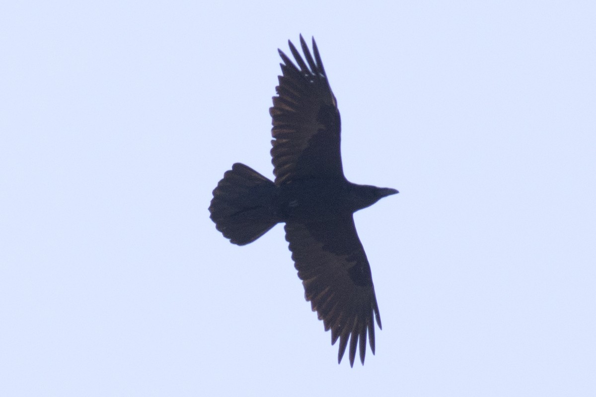 Common Raven - ML91513031