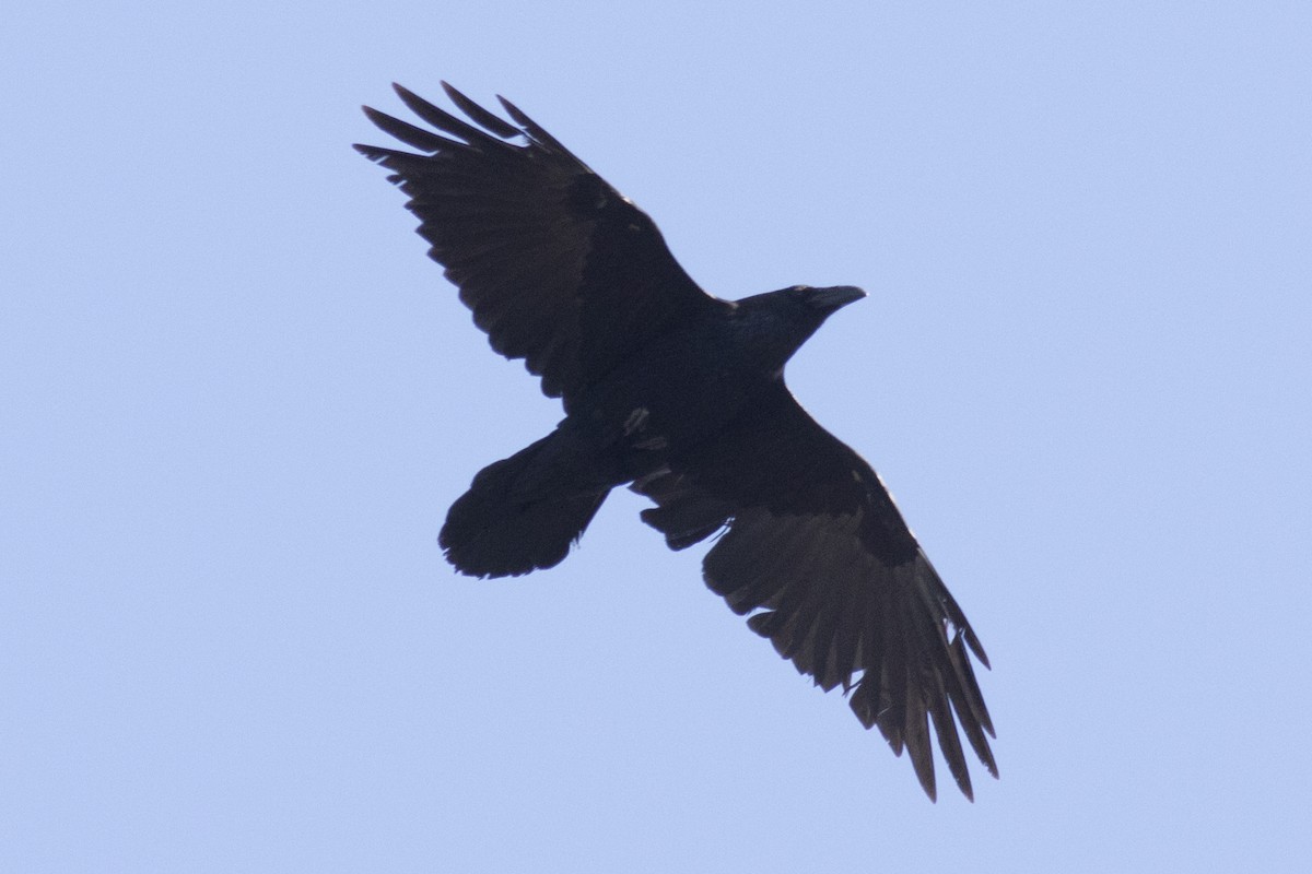 Common Raven - ML91513381