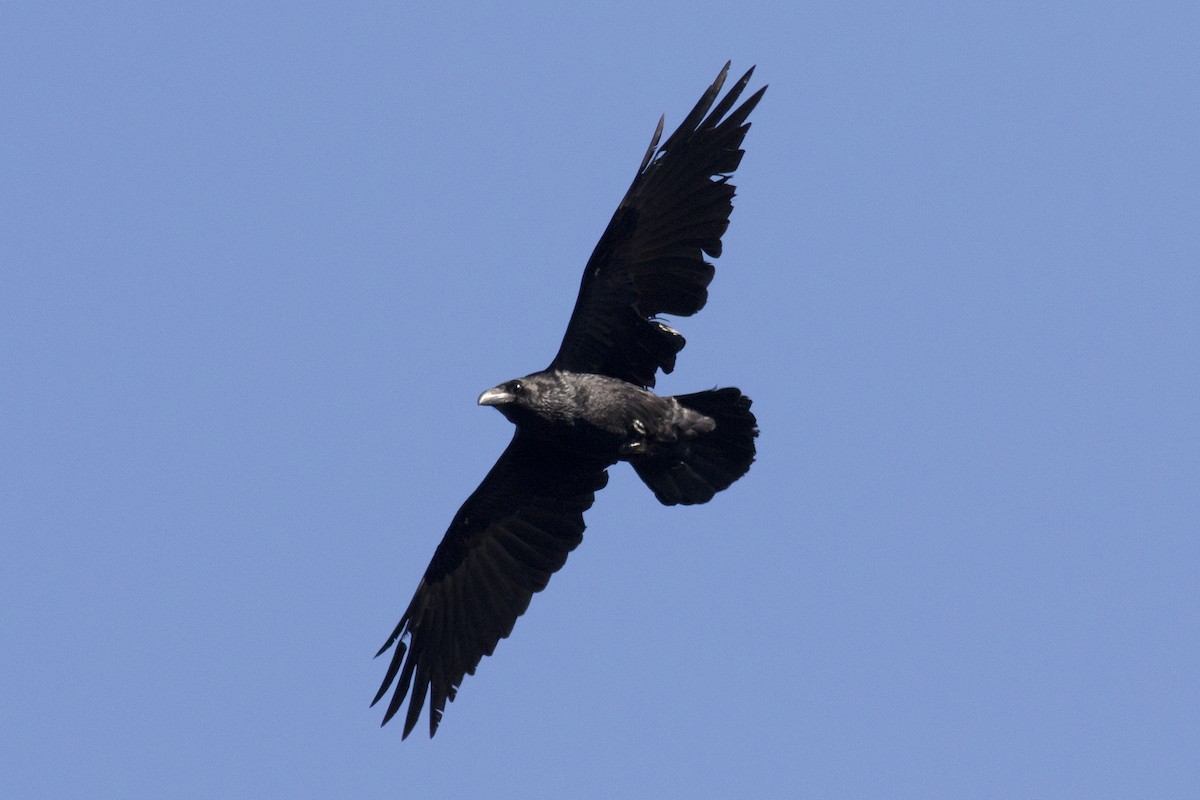 Common Raven - ML91513401