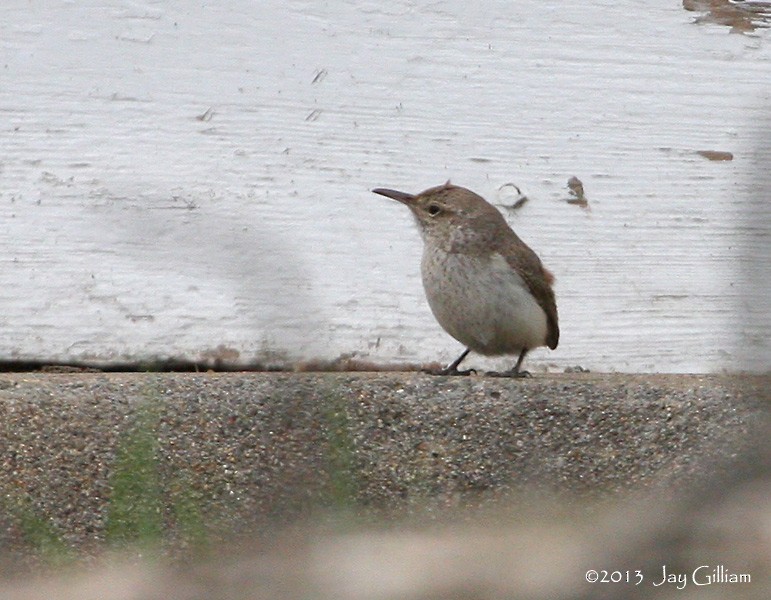 Rock Wren - ML91516381