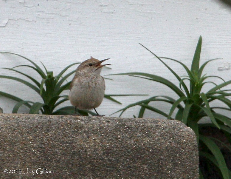 Rock Wren - ML91516391