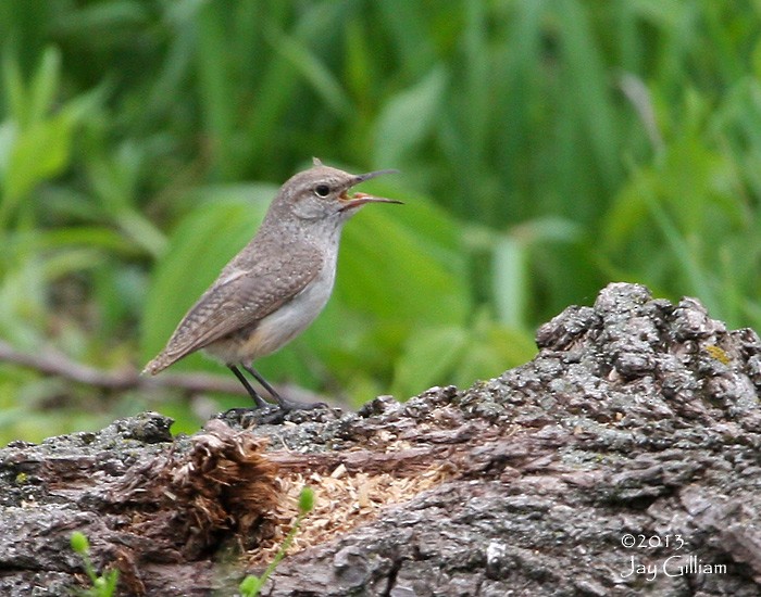 Rock Wren - ML91516421