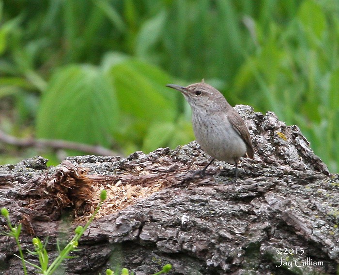 Rock Wren - ML91516431