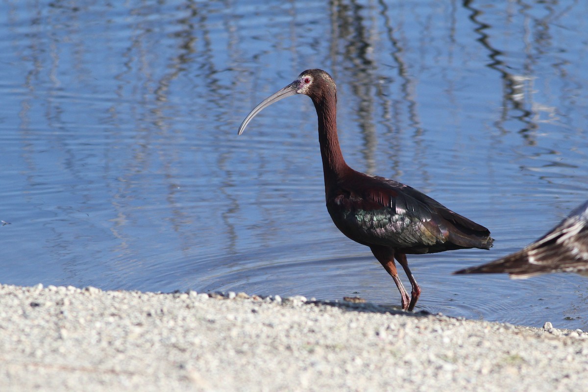 ibis americký - ML91519491