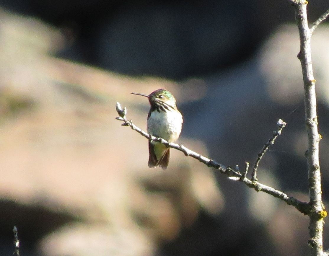 Calliope Hummingbird - Karen Halliday