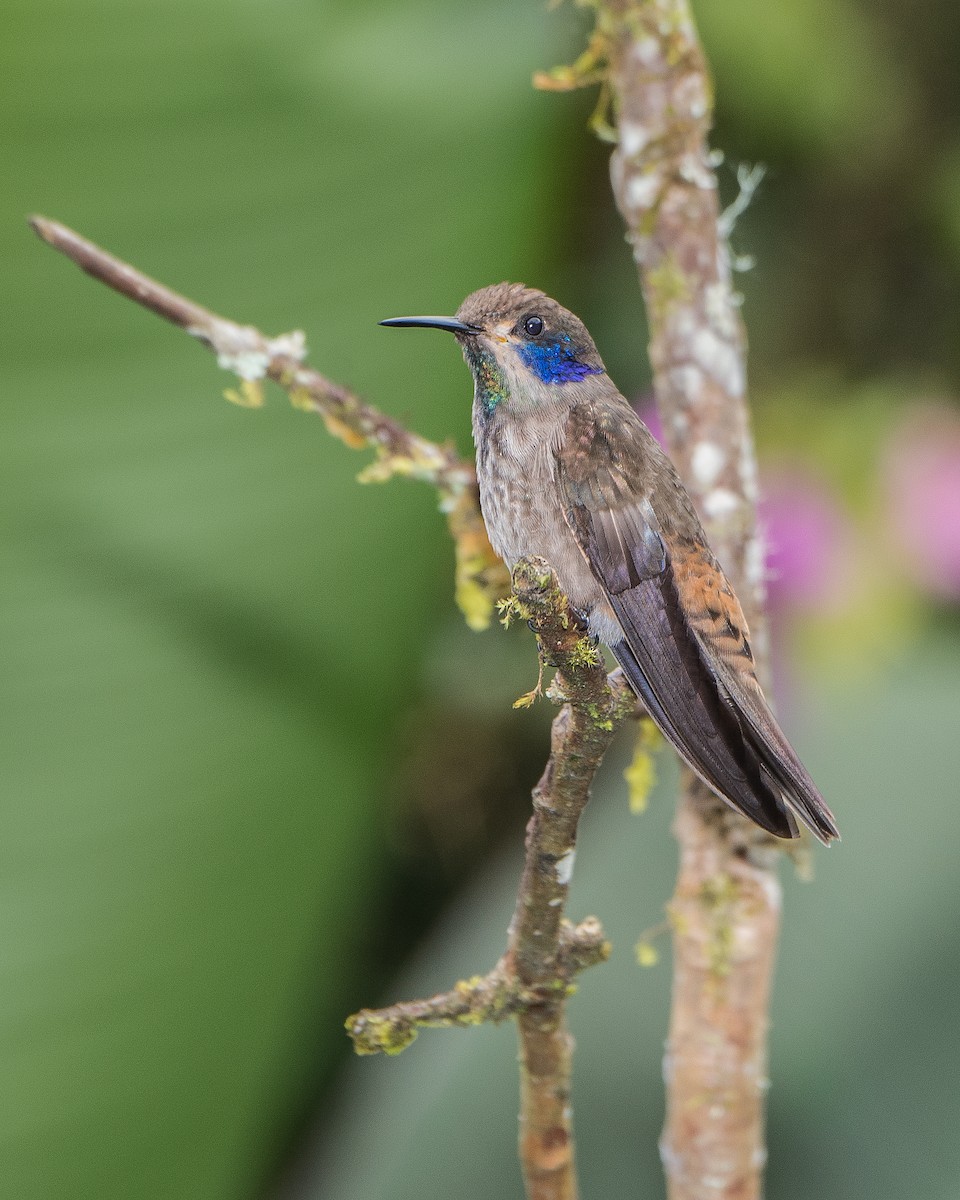 Colibri de Delphine - ML91523561