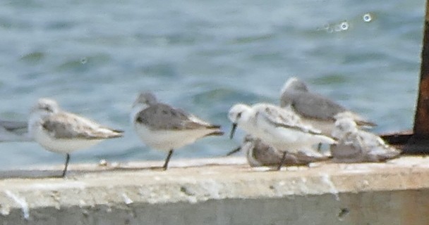 Bécasseau sanderling - ML91524531