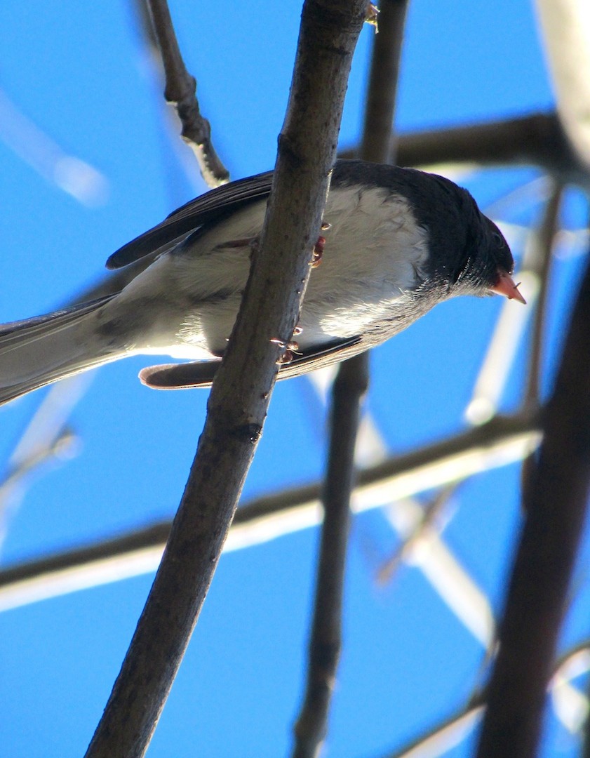 Dark-eyed Junco - ML91527181