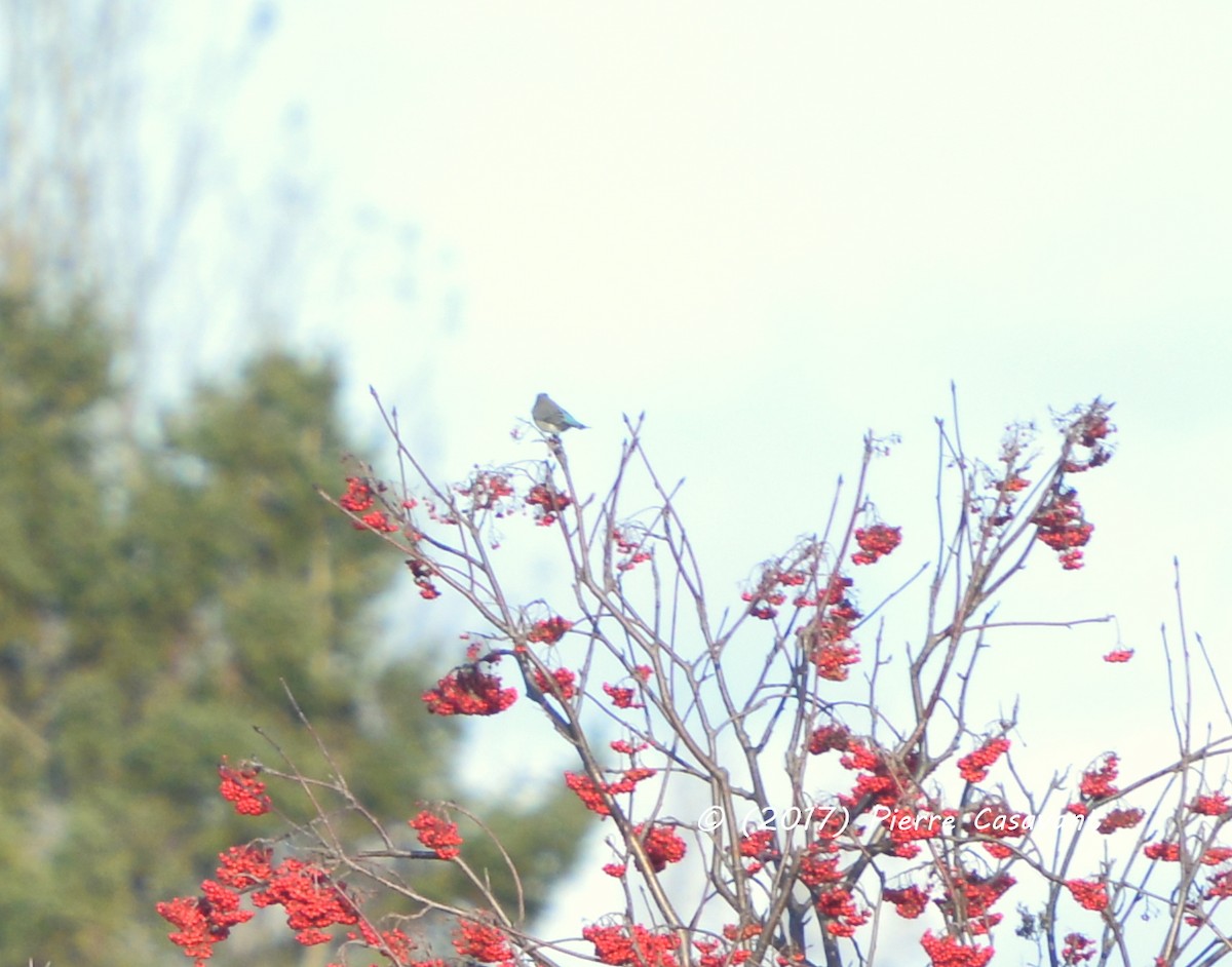 Mountain Bluebird - ML91528551