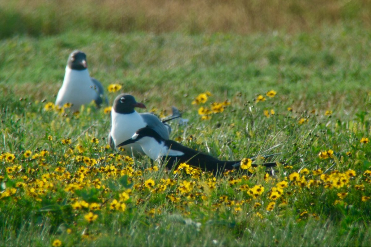 Sooty Tern - ML91531061