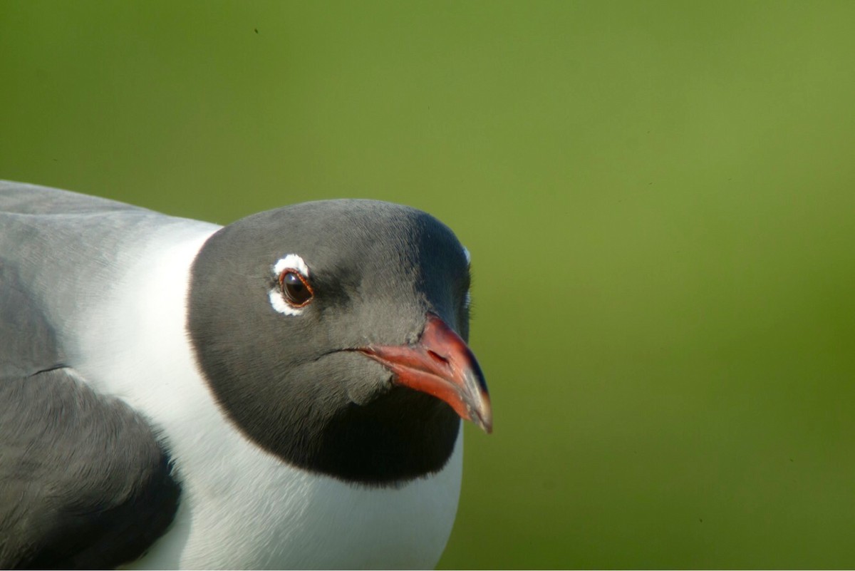 Laughing Gull - ML91531391