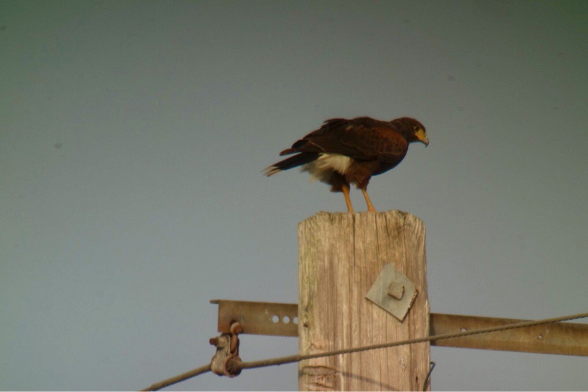 Harris's Hawk - ML91531851