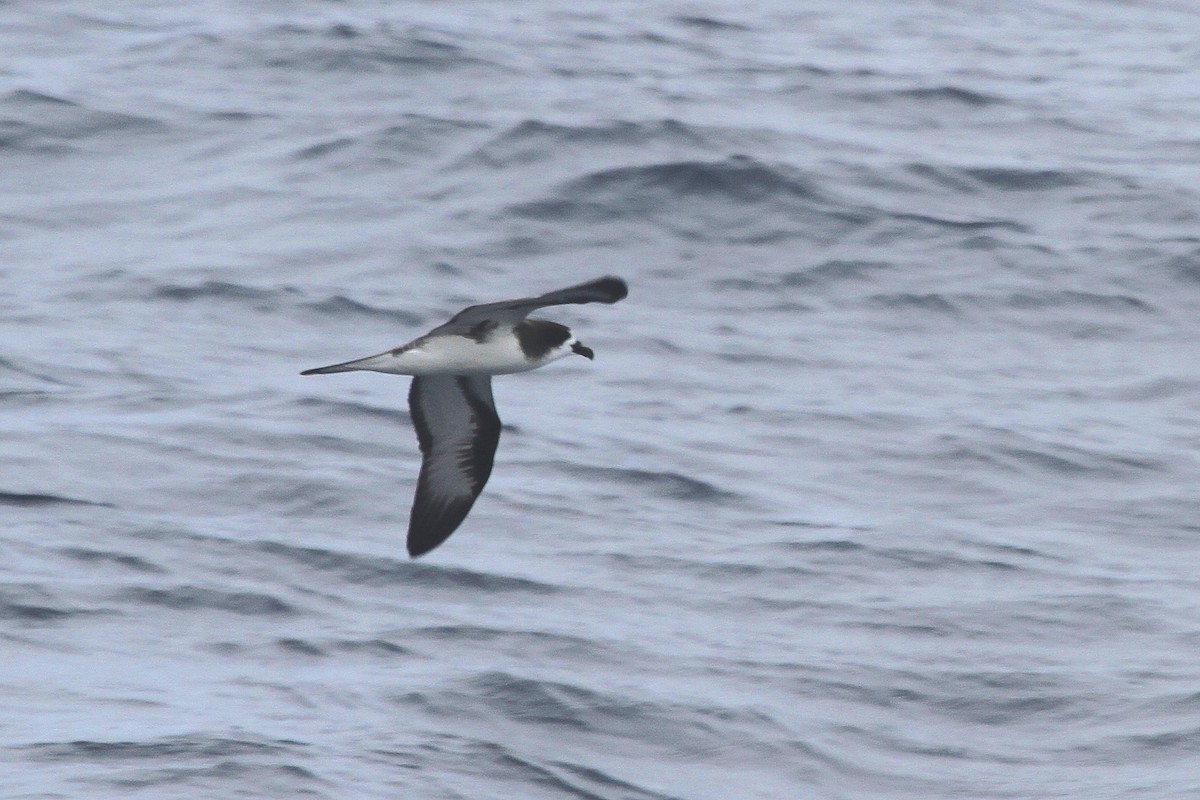 Galapagos Petrel - ML91532141