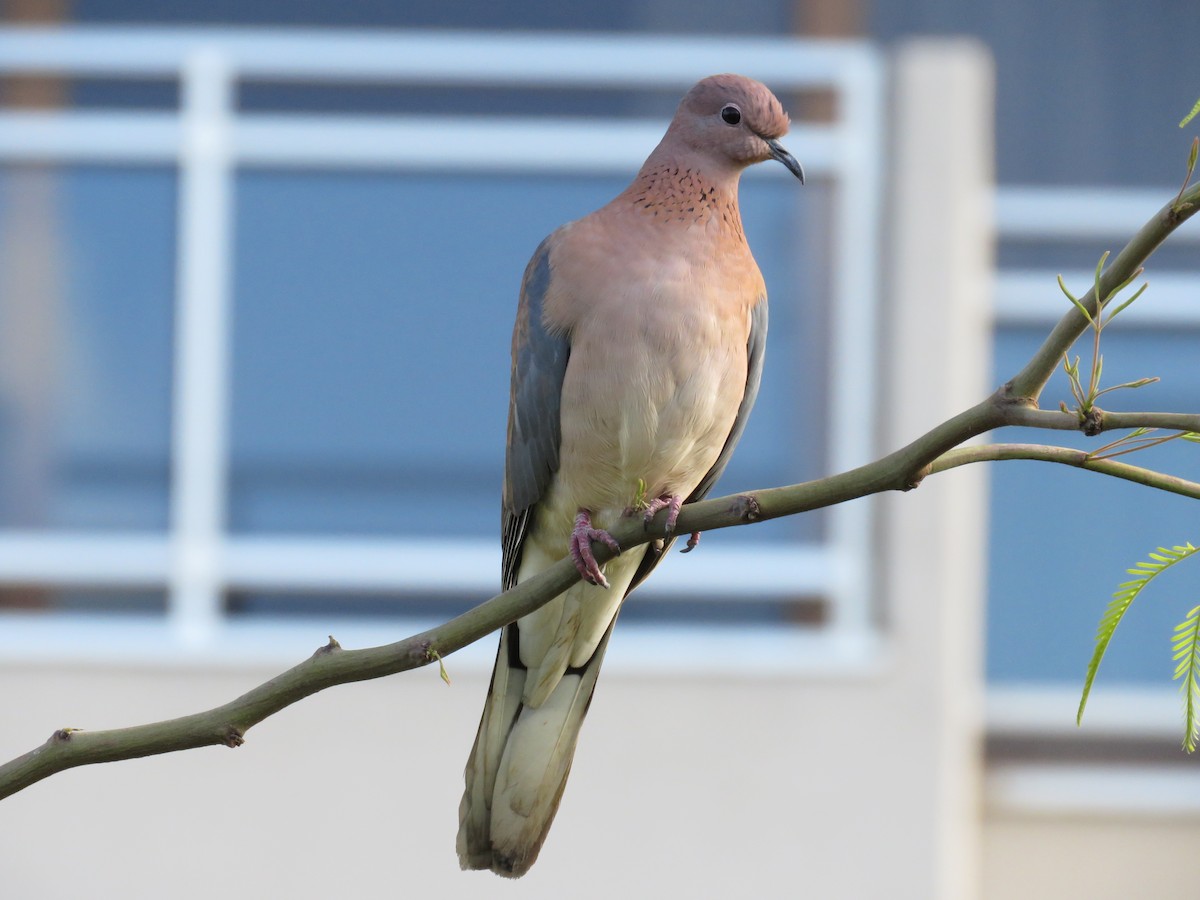 Laughing Dove - ML91533101