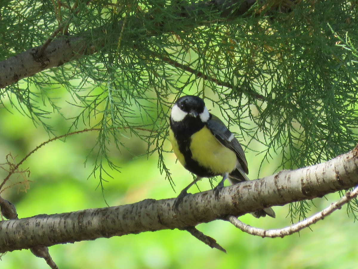 Great Tit - ML91534071