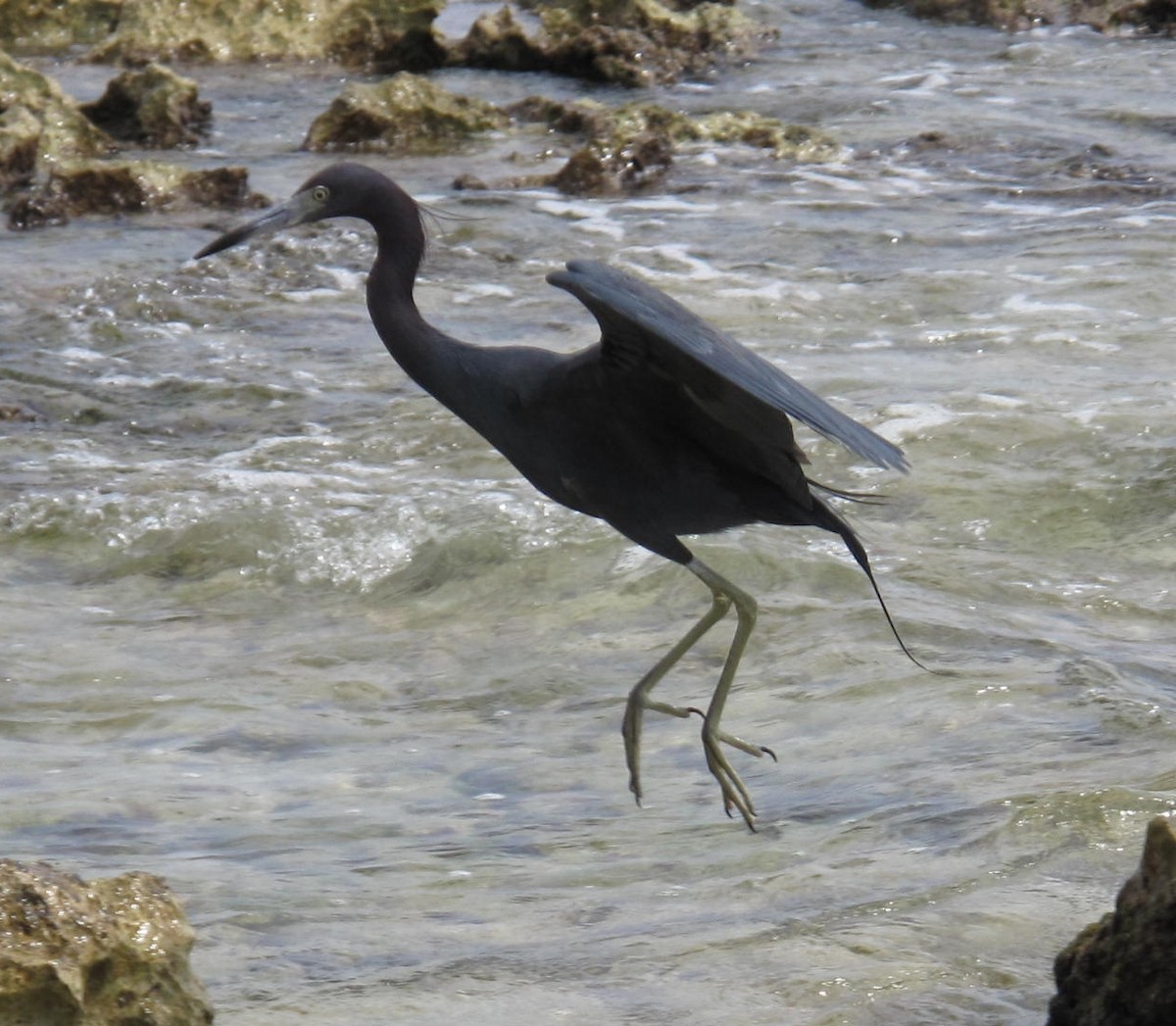 Little Blue Heron - Deena Errampalli