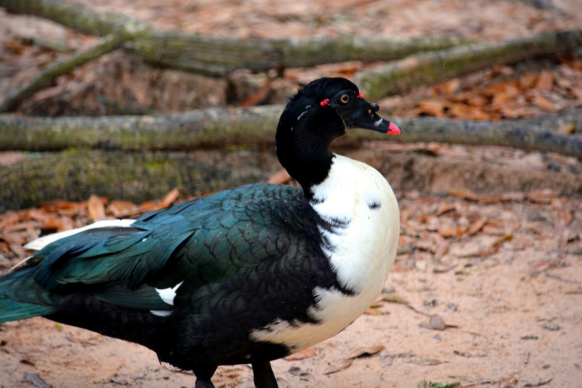 Muscovy Duck (Domestic type) - ML91536151