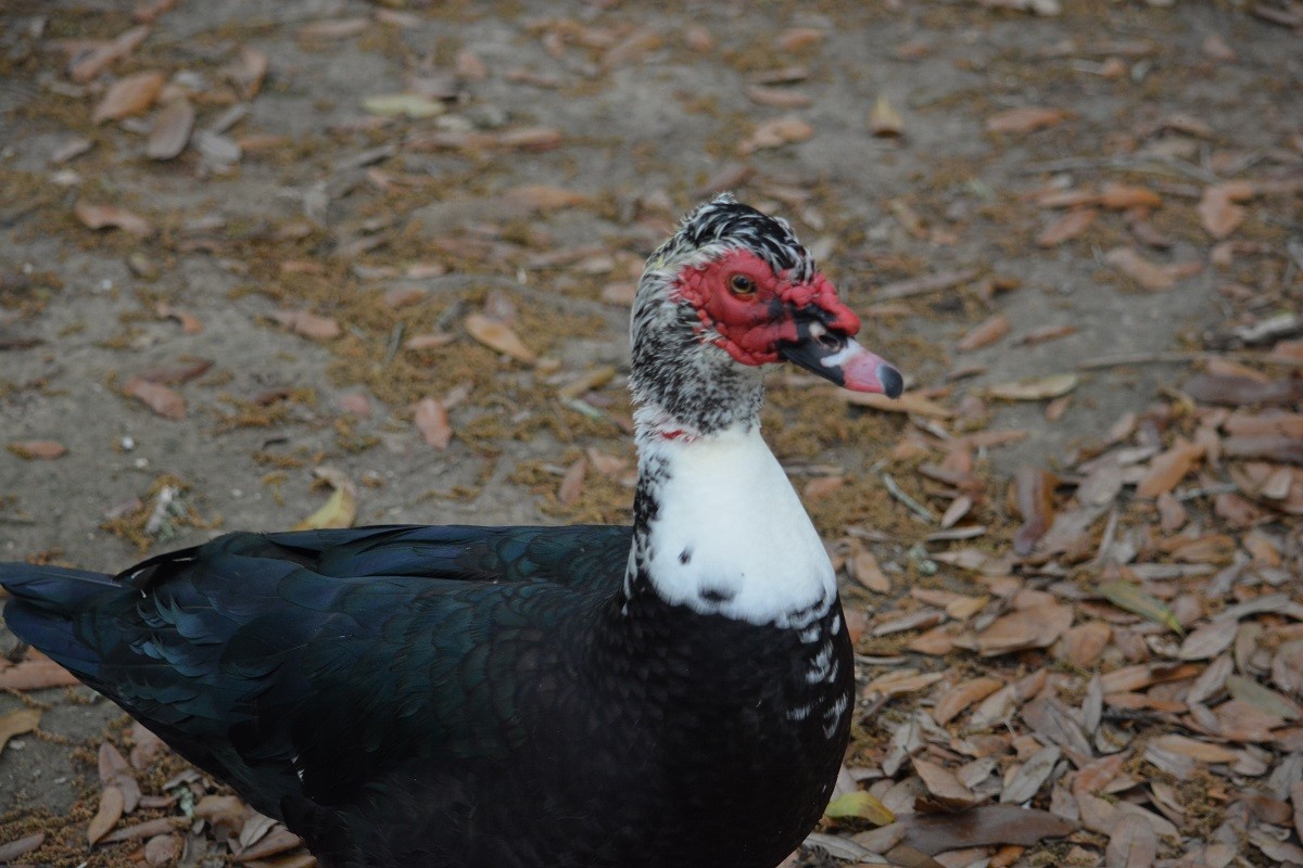 Muscovy Duck (Domestic type) - ML91536161