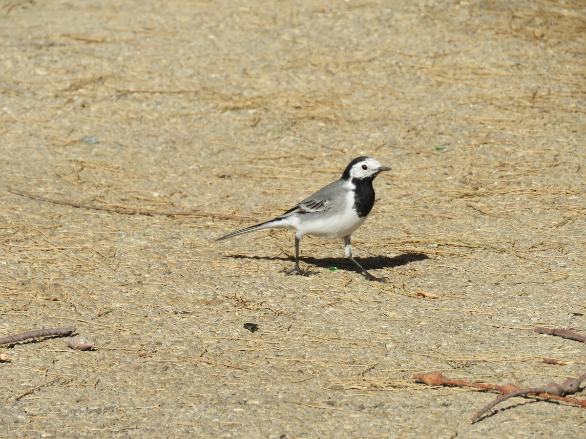 White Wagtail - ML91536511