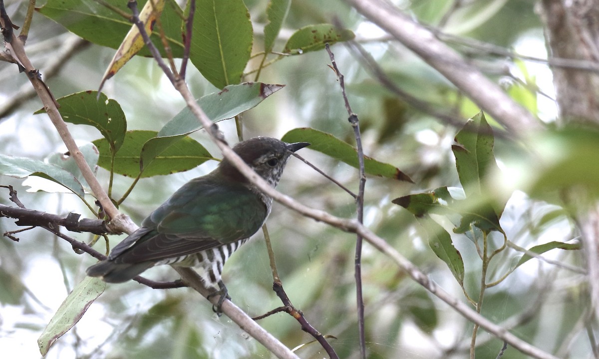 Shining Bronze-Cuckoo - ML91536541