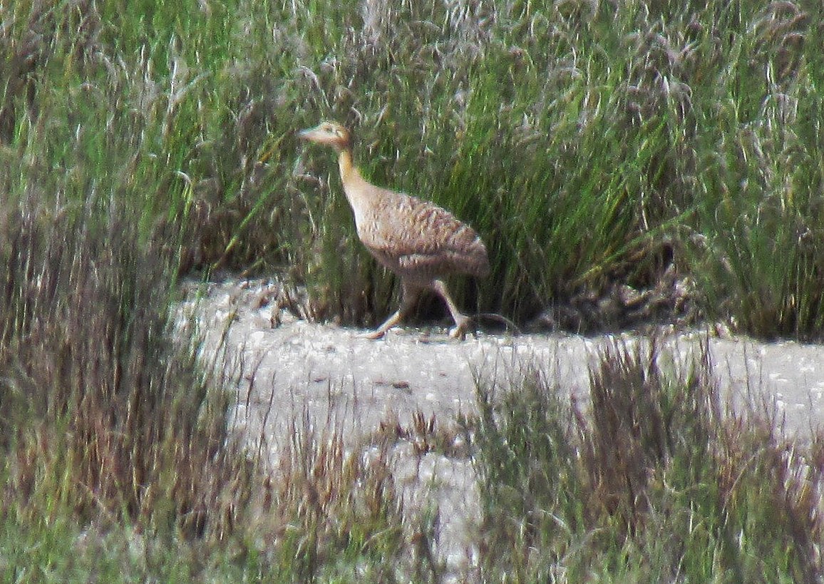 Red-winged Tinamou - ML91537391