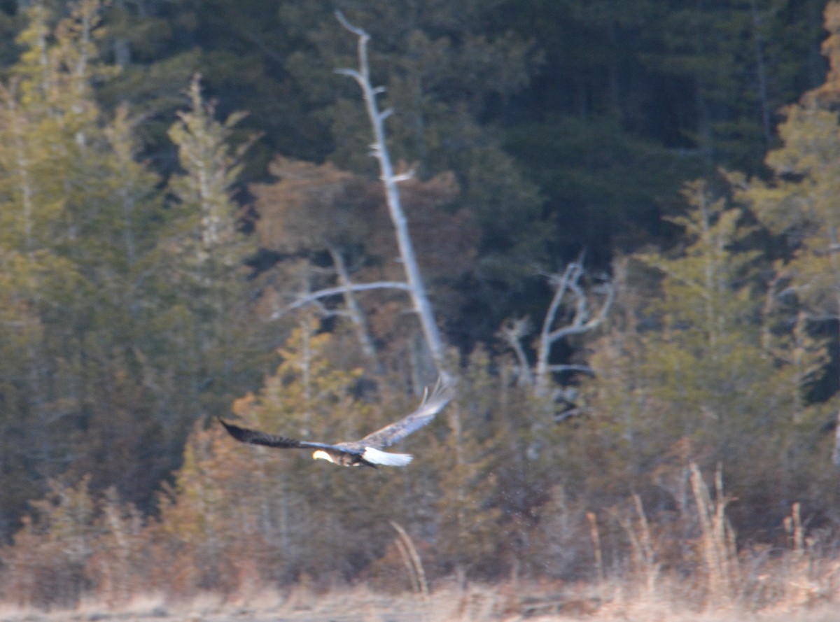 Bald Eagle - ML91537451