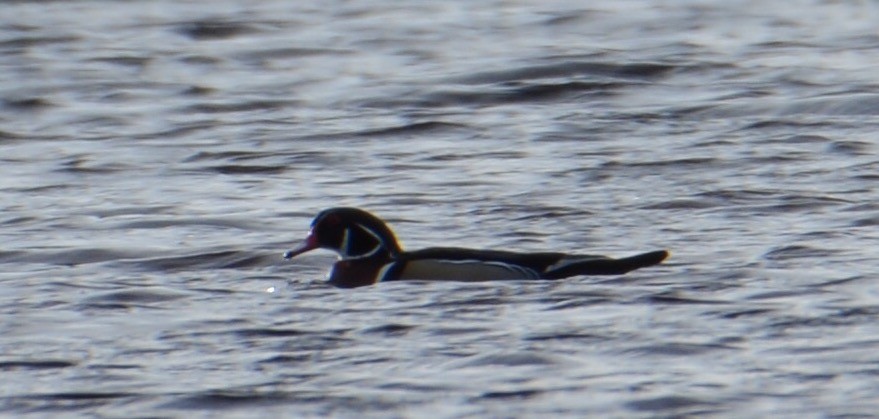 Wood Duck - Tom Considine