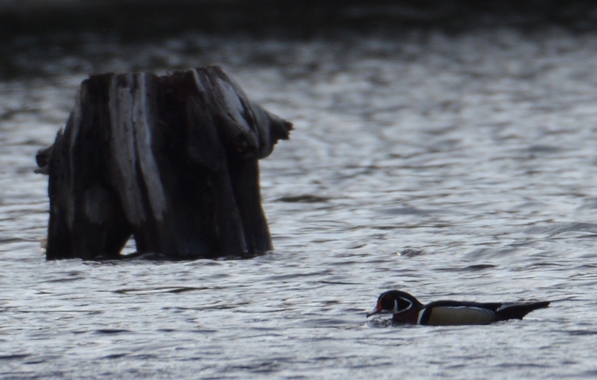 Wood Duck - Tom Considine