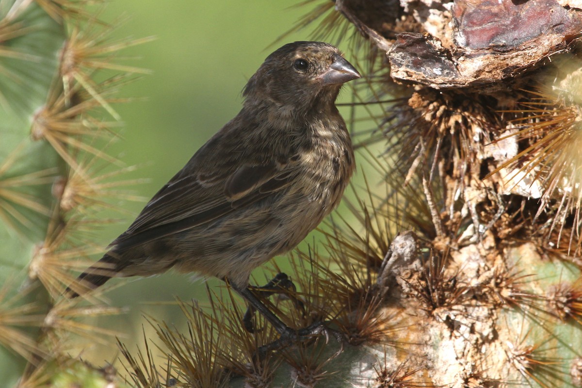 Medium Ground-Finch - ML91538101