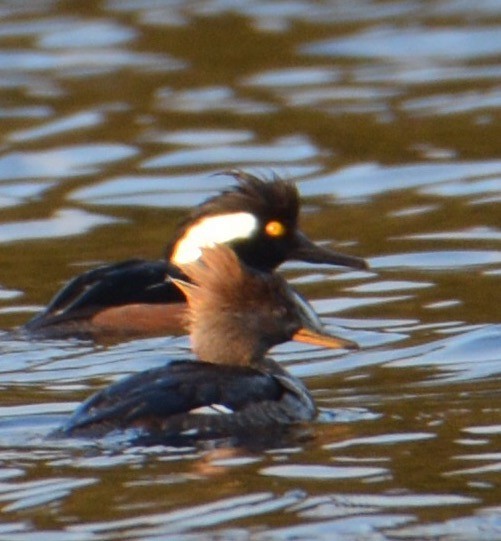 Hooded Merganser - ML91538491
