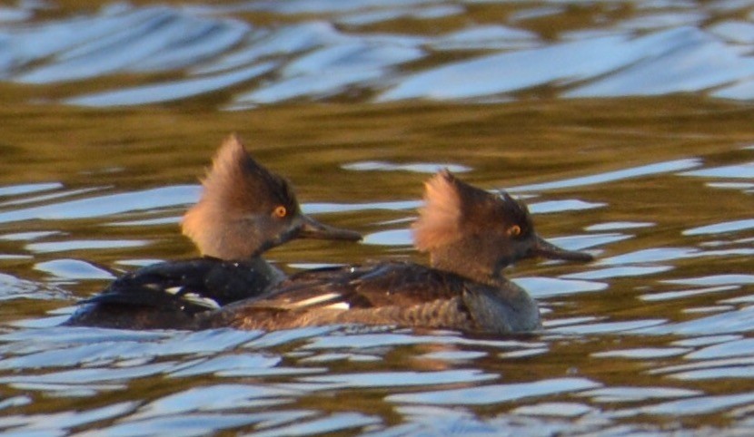 Hooded Merganser - ML91538501