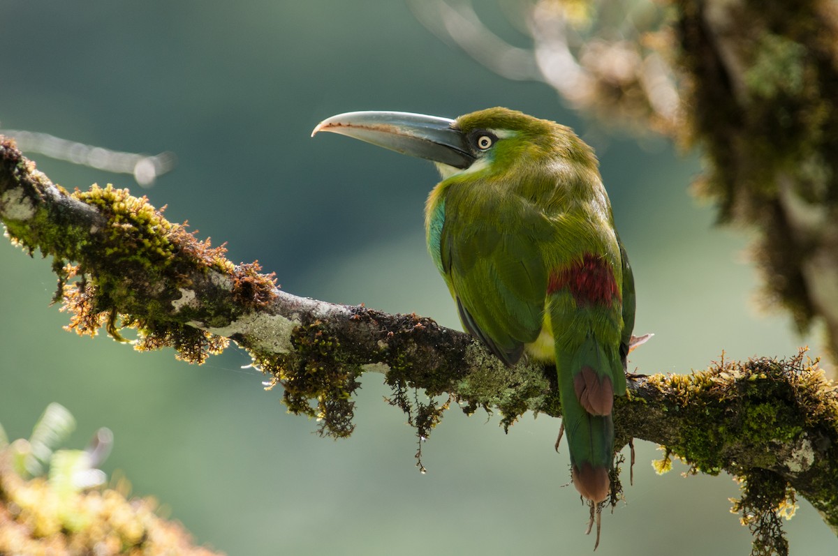 Toucanet à ceinture bleue - ML91540001