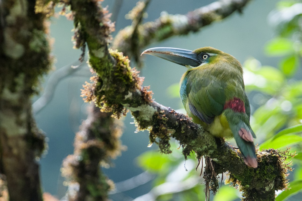 Blue-banded Toucanet - ML91540021