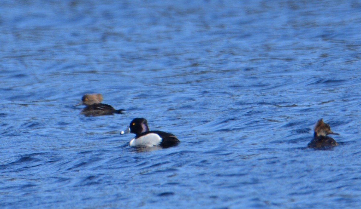 Ring-necked Duck - ML91540921
