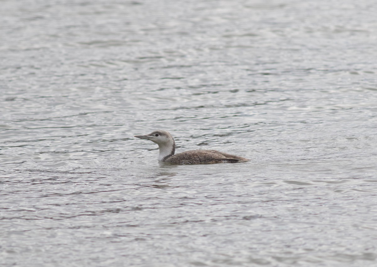 Red-throated Loon - ML91540981