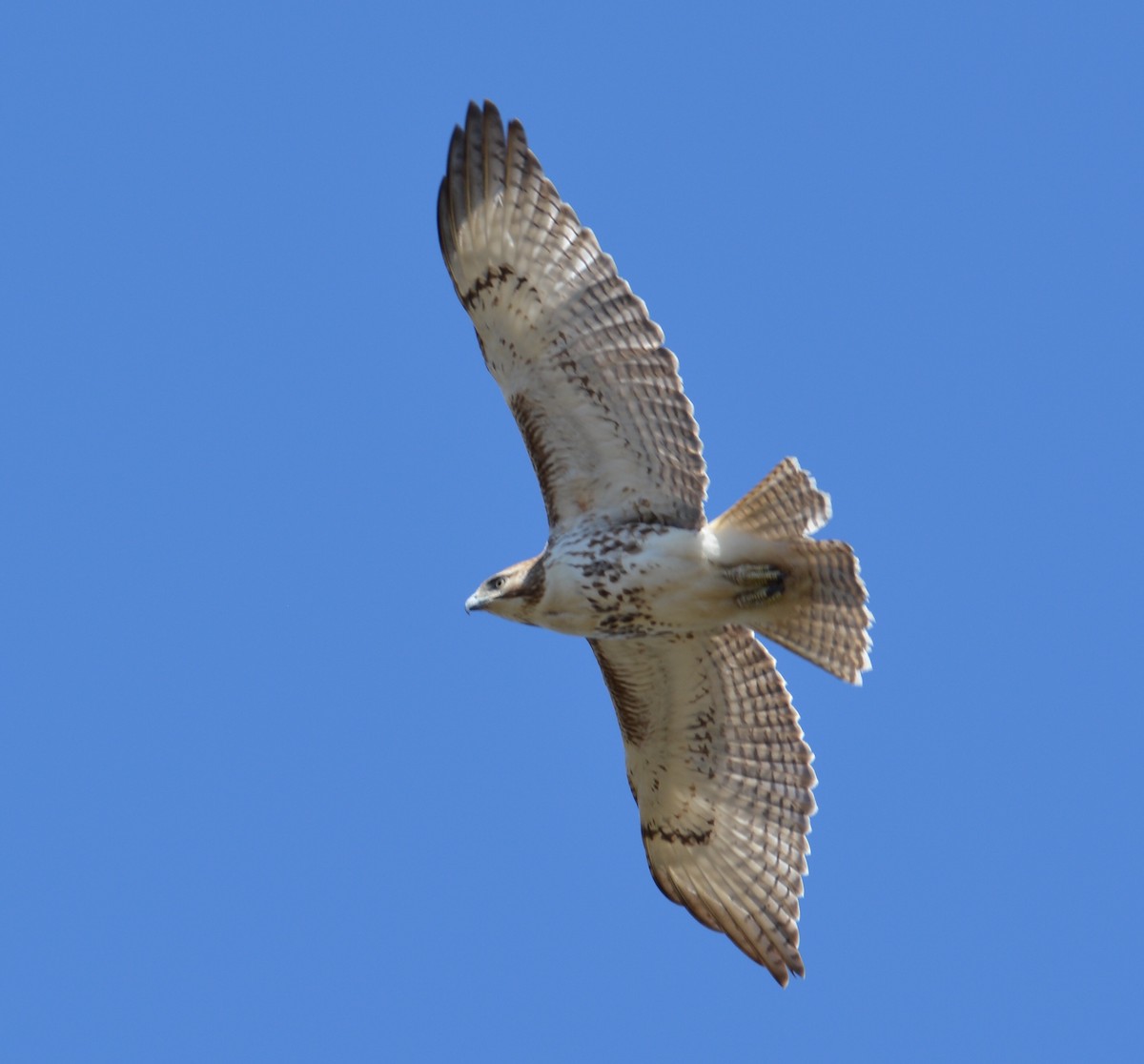 Red-tailed Hawk - Tom Considine