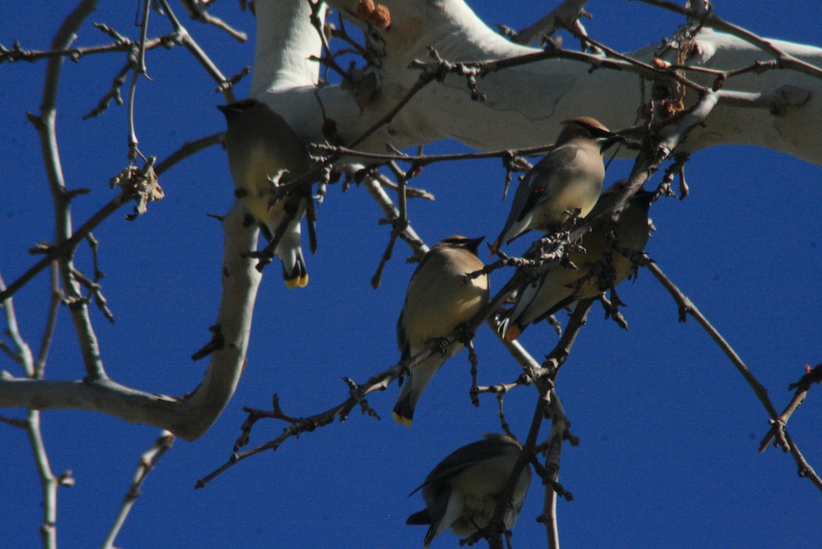 Cedar Waxwing - ML91543631