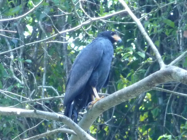 Common Black Hawk - Tabitha Olsen