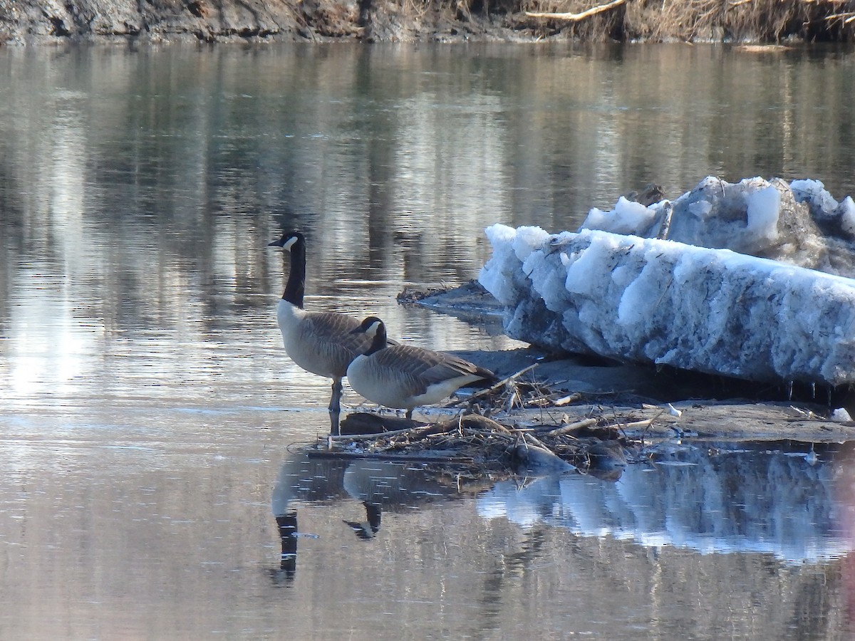 Canada Goose - Elaine Marie