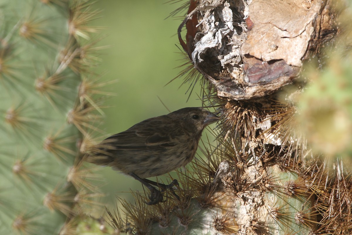 Medium Ground-Finch - ML91546251