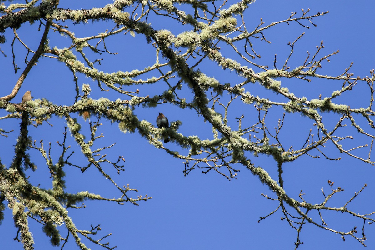 Brown-headed Cowbird - ML91546731