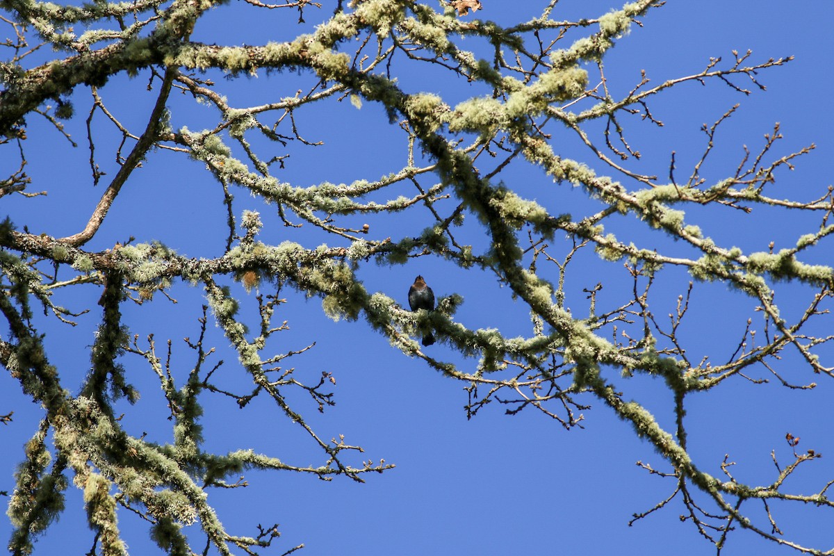 Brown-headed Cowbird - ML91546741